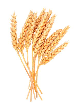 Wheat PNG Image e1715670462283